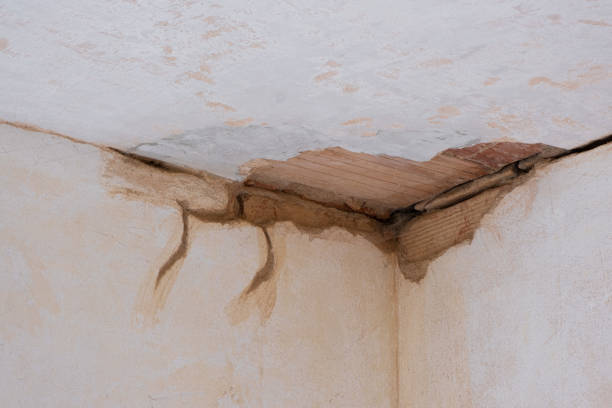 Best Professional water damage repair  in Estero, FL