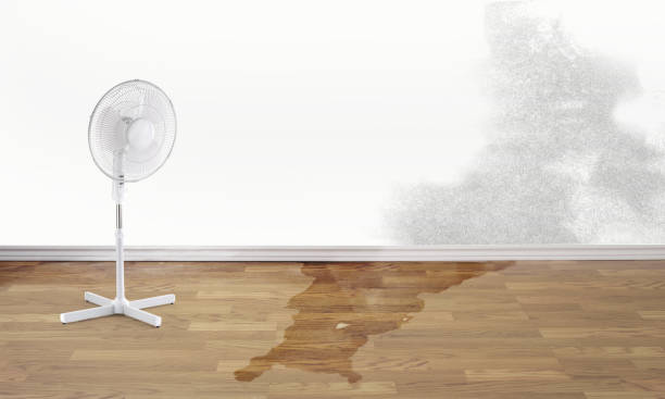 Best Basement water damage restoration  in Estero, FL